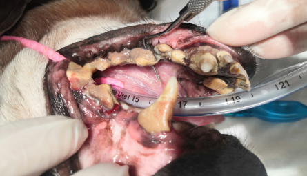 Удаление зубов у собак и кошек