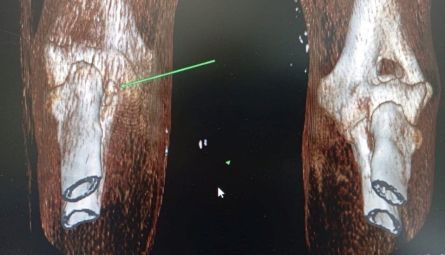 Артроскопия и артротомия: лечение болезней суставов у собак и кошек